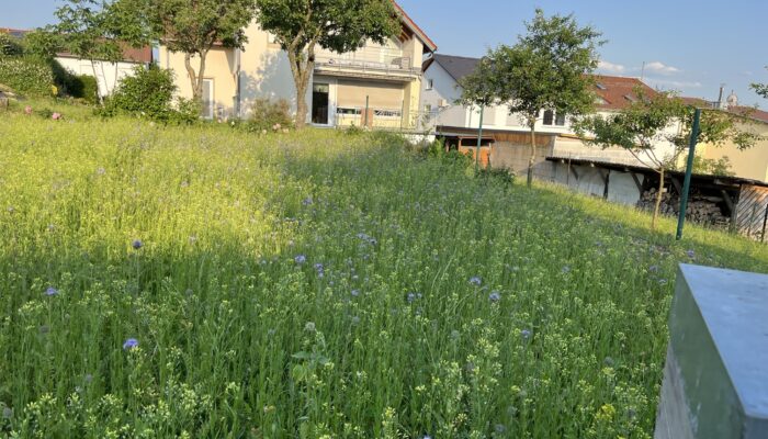 Bienenwiese_2