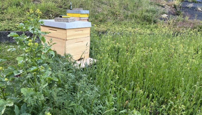 Bienenwiese_3